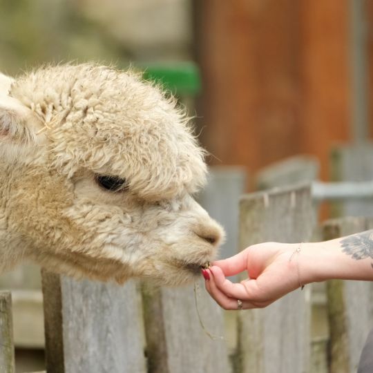 person feeding alpaca by hand